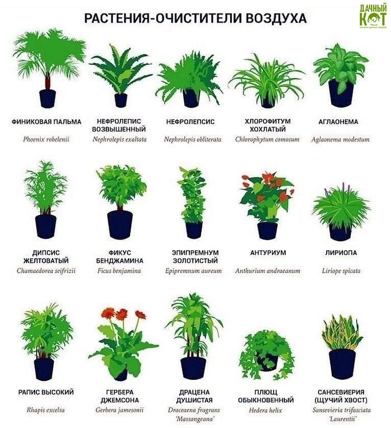 Растения для фильтрации воздуха